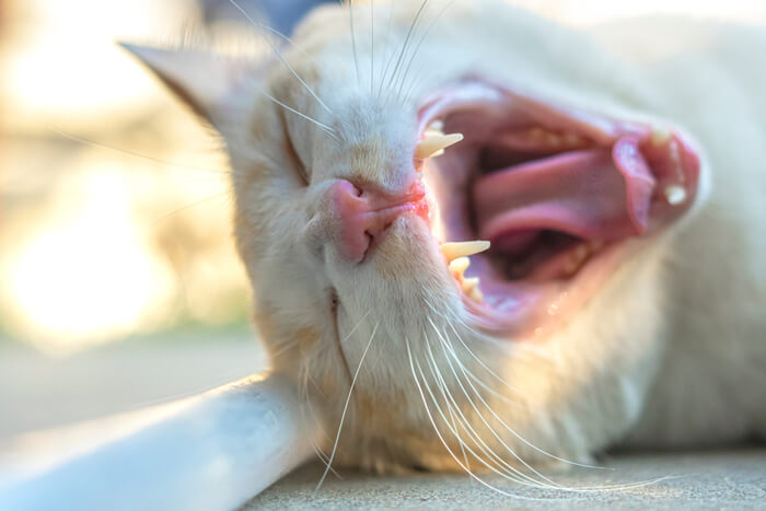 Representación visual de un gato con mal aliento, que resalta la importancia del cuidado dental y los controles regulares para abordar posibles problemas de salud bucal que pueden afectar el bienestar general de un gato.