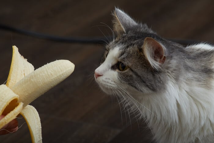 Gato observando curiosamente un plátano