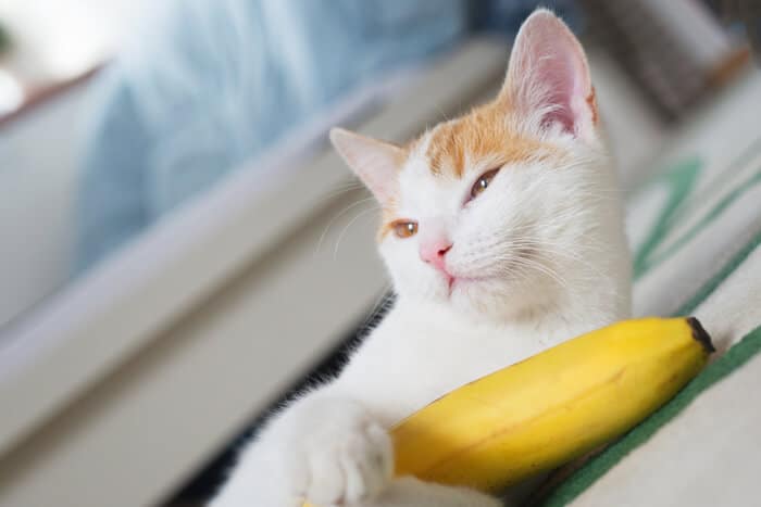 Beneficios del plátano para los gatos