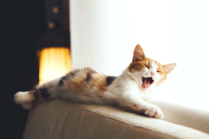 Una imagen cautivadora de un gato bostezando en un sofá, mostrando su boca bien abierta, la lengua extendida y una expresión momentánea de satisfacción somnolienta.