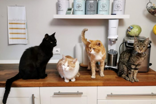 5 Consejos sencillos para mantener a los gatos alejados de la mesa de la cocina