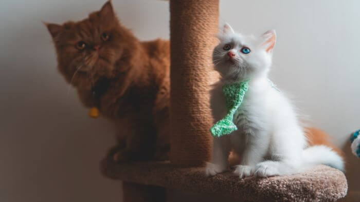 Gatos en un árbol rascador para gatos