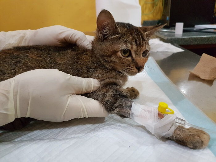 Tratamiento del cáncer de pulmón en gatos