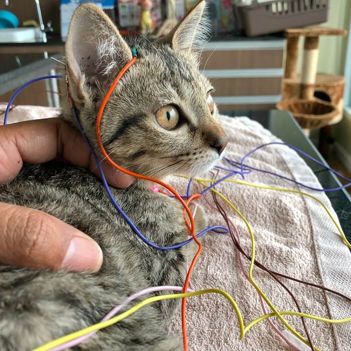 Gato recibiendo electroacupuntura