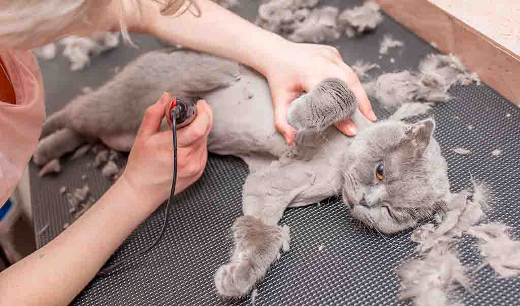 peluquero afeitando a un gato