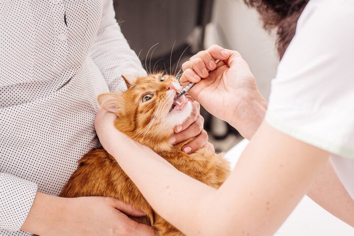 Imagen que muestra una forma de medicamento Clavamox para gatos.