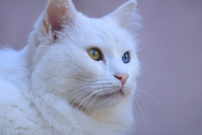 Sordera en gatos con heterocromía