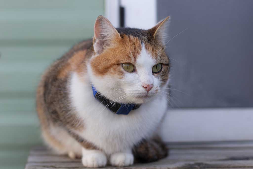 Cómo encontrar un gato perdido