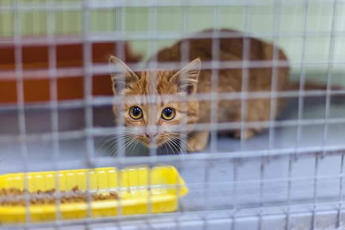 Gato temeroso dentro de una jaula para gatos