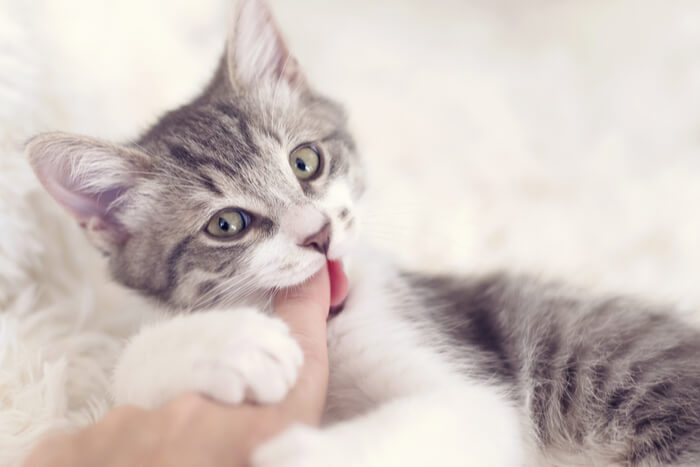 Gatito joven mordiéndose juguetonamente un dedo, mostrando un comportamiento lúdico típico y una exploración de la dentición.