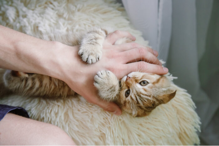 Gatito joven jugando con entusiasmo con una mano, mostrando su naturaleza enérgica y juguetona a través de un comportamiento interactivo.