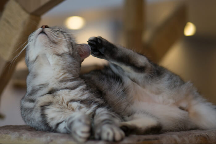 Los alérgenos más comunes en los gatos