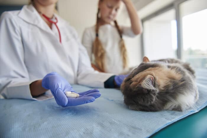 Imagen que muestra a un veterinario discutiendo la prescripción de Clavamox para un gato.