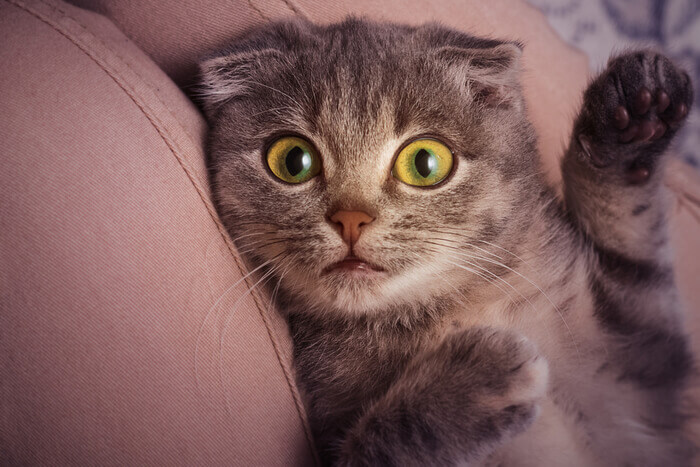 Una imagen entrañable que muestra un gatito Scottish Fold en una pose juguetona.