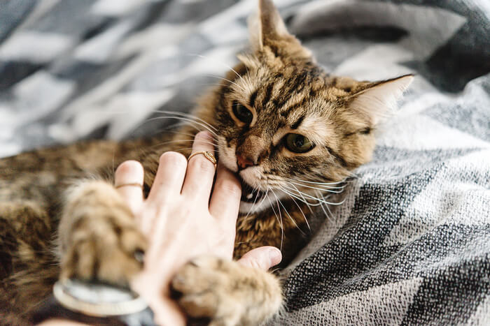 Una imagen que sugiere un gato exhibiendo un comportamiento de morder, lo que potencialmente despierta curiosidad acerca de por qué los gatos podrían tener ese comportamiento hacia sus dueños.