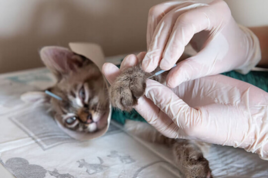 Veterinario realizando acupuntura en gatos