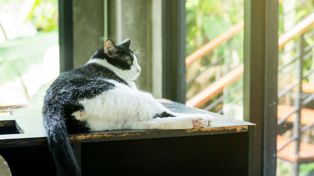 Un gato blanco y negro, que muestra el patrón de color clásico de este felino.