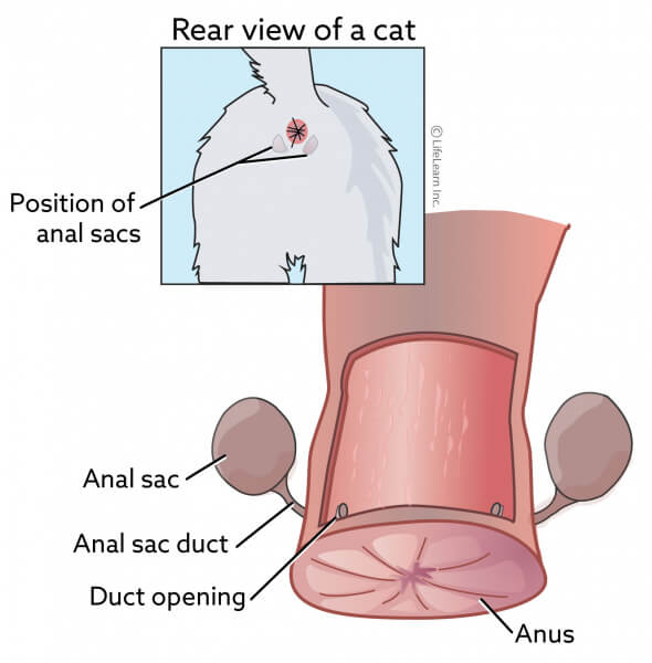 Una imagen relacionada con los sacos anales de los gatos, que ilustra una parte de la anatomía de un felino a menudo asociada con el marcado de olor y posibles problemas de salud.