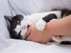 An image capturing a playful moment of a cat biting onto an object, showcasing its natural curiosity and interactive behavior.