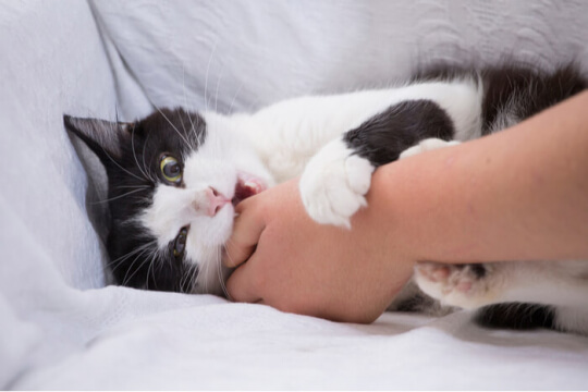 Una imagen que captura un momento lúdico de un gato mordiendo un objeto, mostrando su curiosidad natural y su comportamiento interactivo.