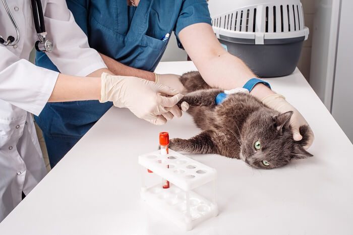 Gato en el veterinario