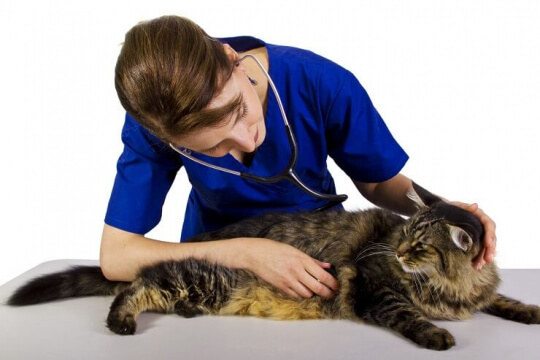 Veterinario con gato atigrado grande