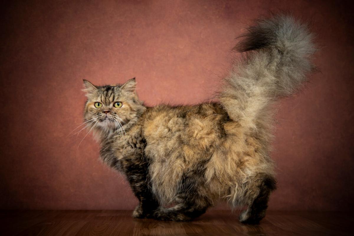 Vista trasera de un gato con la cola hacia arriba, mostrando sus patrones de pelaje distintivos y su forma felina.