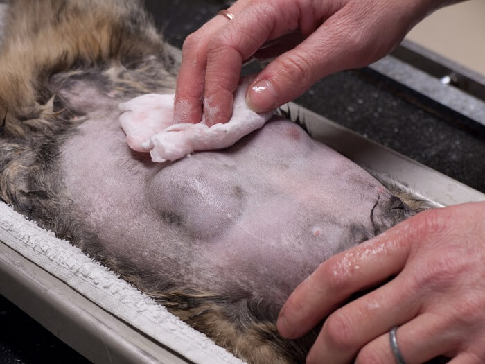 Una imagen que representa el tema del cáncer en los gatos, instando a la concientización, la detección temprana y la atención médica adecuada para la salud felina.