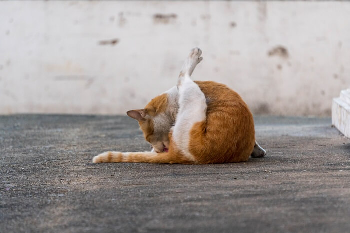 Gato lamiendo la zona de las glándulas anales