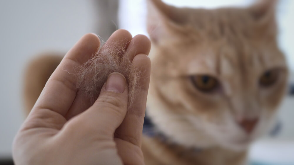 El pelaje del gato parece tener pequeñas partículas escamosas esparcidas por todas partes, lo que indica la presencia de caspa.