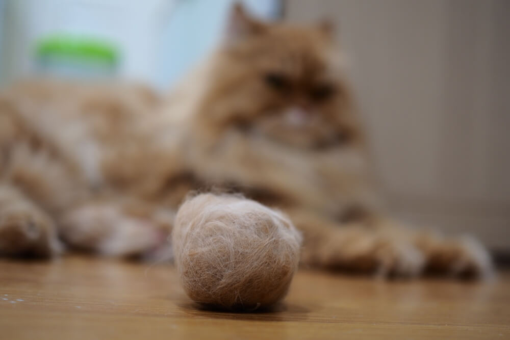 Gato sentado junto a una bola de pelo