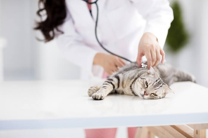 Un veterinario está examinando un gato con un estetoscopio.