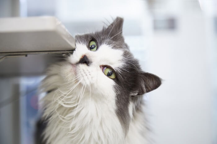 Gato frotando su mejilla contra un objeto