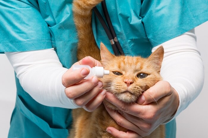 Tratamiento para los ojos llorosos del gato