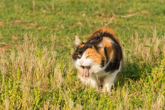 Imagen que ilustra un gato vomitando, mostrando una respuesta corporal natural para expulsar sustancias no deseadas o debido a diversos problemas de salud.