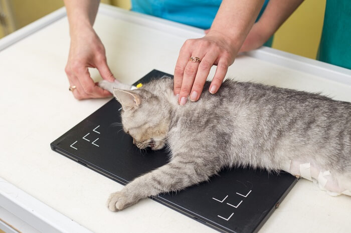 Gato siendo examinado por un veterinario