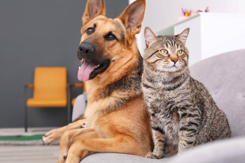 Un perro y un gato juntos, resaltando la interacción entre dos especies animales diferentes.