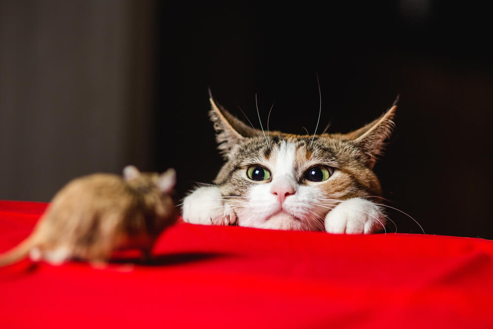 Gato cazador concentrado, que muestra concentración y disposición para la persecución, encarnando los instintos innatos de un depredador hábil.