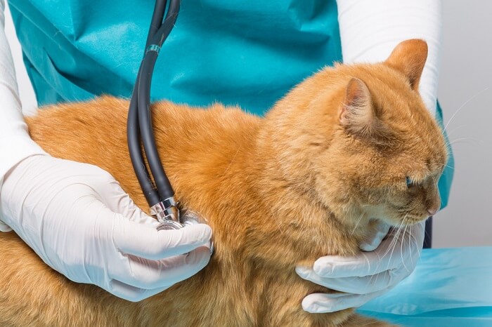 Cáncer de pulmón en gatos: una característica