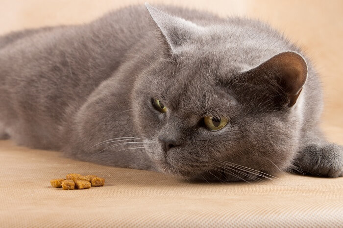 Un gato gris está acostado junto a un poco de comida.