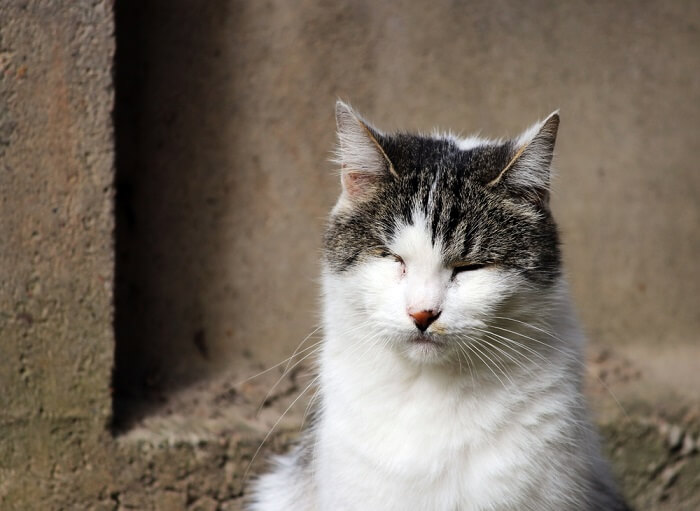 La imagen proporcionada parece mostrar un gato con conjuntivitis, lo que también se conoce como ojo rosado.