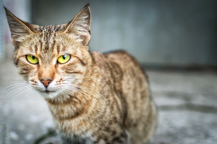 Síntomas de neumonía en gatos