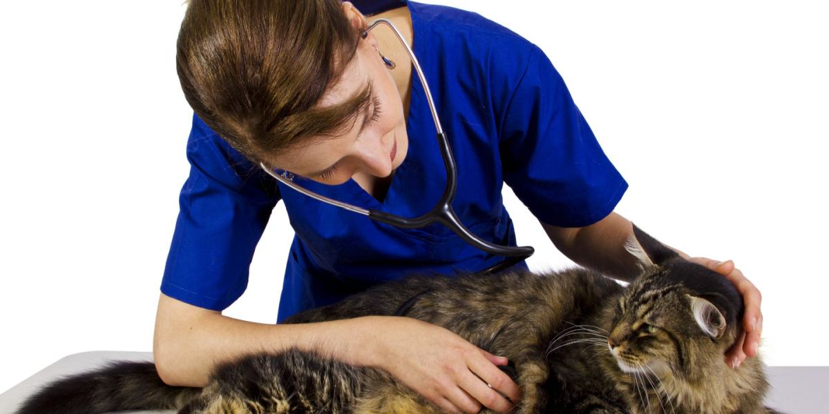 Una imagen que retrata a un gato durante una visita al veterinario.