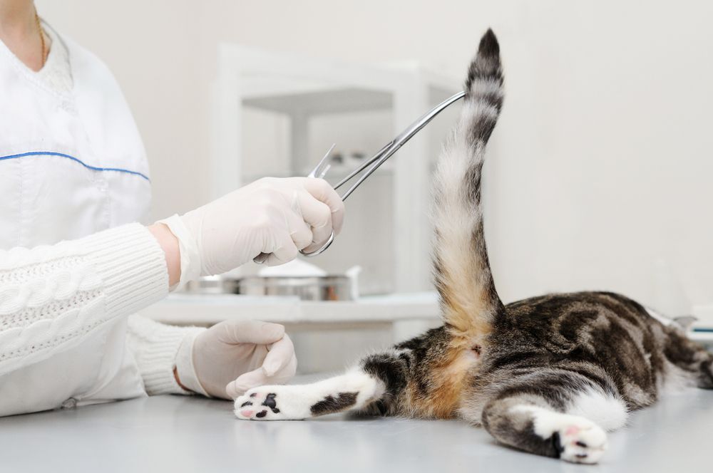 Un veterinario examinando a un gato, como parte de un chequeo veterinario de rutina.