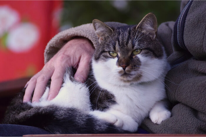 Gato cómodamente sentado en el regazo de su dueño