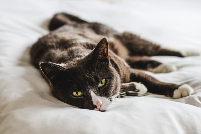 Una imagen destacada relacionada con el cáncer en gatos, enfatizando el tema de la salud felina y la concientización sobre el cáncer.