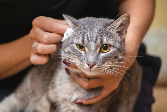 Tratamiento de la secreción del oído en gatos