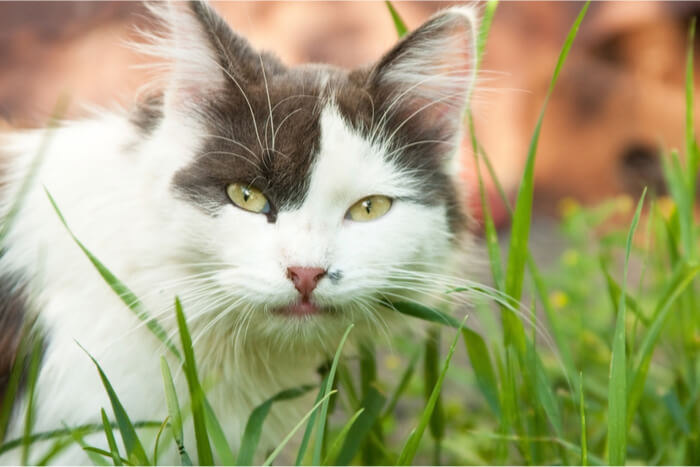 Un adorable gato gris y blanco sentado en medio de un lecho de exuberante hierba verde, mirando con curiosidad a la cámara.