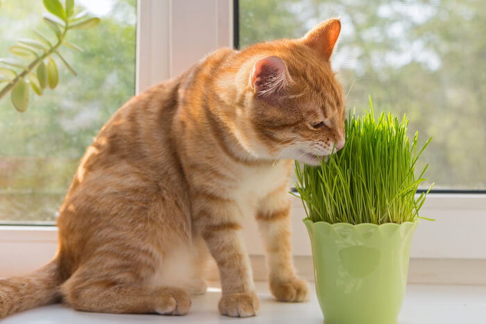 Un gatito naranja juguetón rodando y explorando alegremente en medio de un denso lecho de hierba fresca para gatos, mostrando una energía ilimitada.