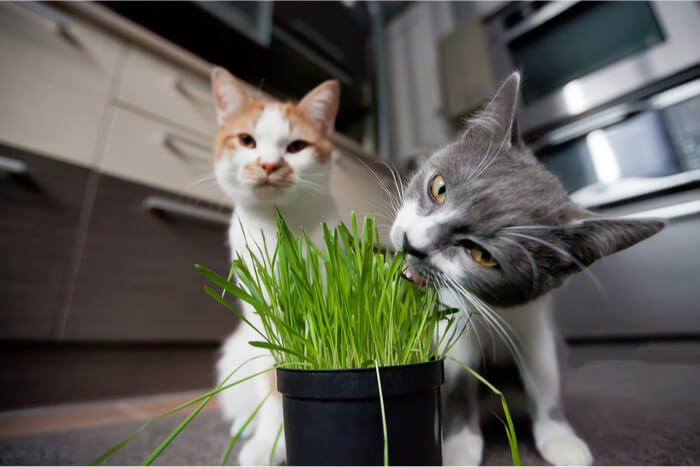 Gatos comiendo hierba